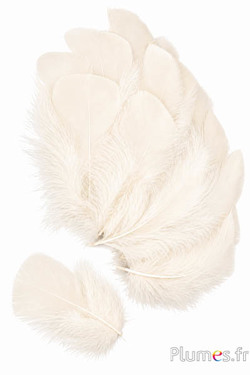 Dinde - 6-8 cm - crème